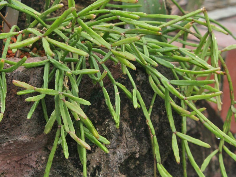 Rhipsalis ewaldiana