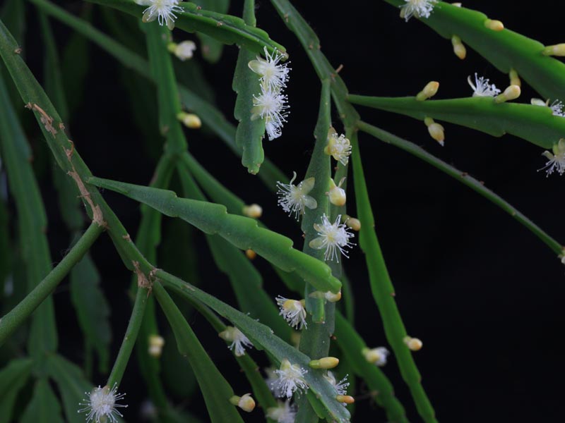 Rhipsalis goebeliana