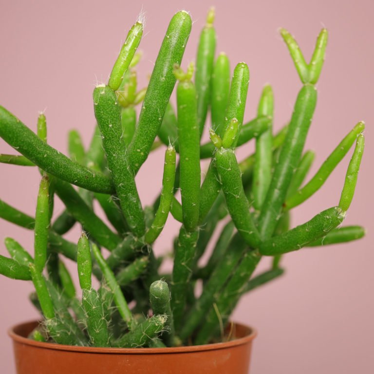 Rhipsalis Pflege