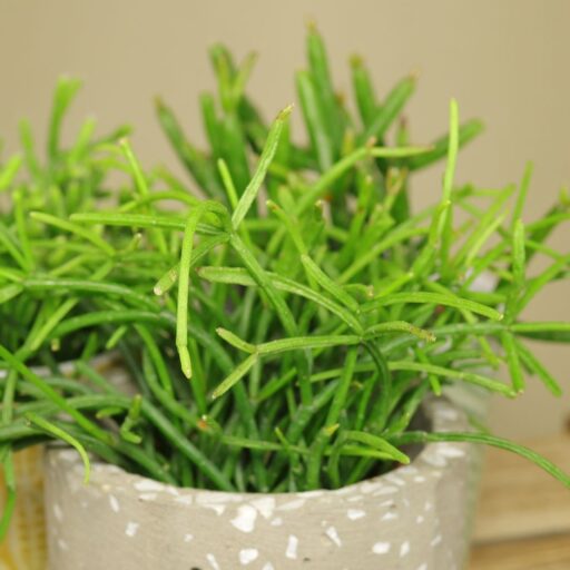 Rhipsalis Kurzporträt