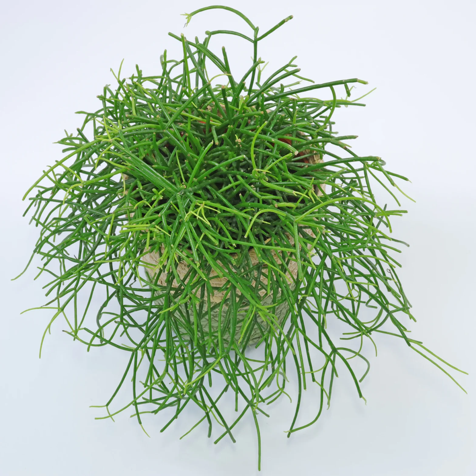 Rhipsalis cassutha